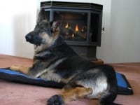 Wyatt on Ruff Wear Flop House Dog Bed by the Fire