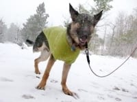 Wyatt Wears Ruff Wear Climate Changer Dog Sweater in First Snow