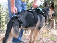 Help Em Up Harness Helps rear leg Tripawds