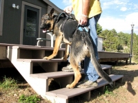 Help Em Up Harness helps Tripawds up stairs