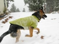 Ruff Wear Climate Change Keeps Dogs Warm in Snow