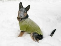 Wyatt Models Ruff Wear Climate Changer Dog Sweater