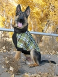 Wyatt models Premier Fido Fleece dog sweater