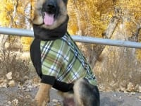 Wyatt models Premier Fido Fleece dog sweater