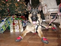 Ruff Wear Grip Trex Dog Boots Provide Traction on Slippery Floors