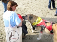 Max in Ruff Wear Harness, Susan with Tripawds Bag