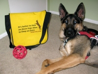 Wyatt with Tripawds Bike Messenger Bag