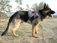 Ruff Wear Doubleback Dog Climbing Harness