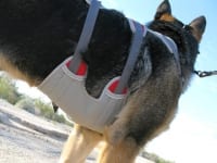 Ruff Wear Doubleback Dog Climbing Harness