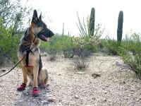 Ruff Wear Dog Boots Protect Wyatt from Desert Cactus