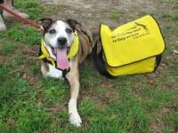 Trouble poses with Tripawds Bike Messenger bag