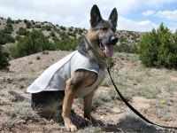 Ruff Wear Swamp Cooler Keeps Wyatt Cool