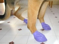 Pawz reusable disposable non-skid dog boots