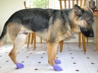 Pawz reusable disposable non-skid dog boots