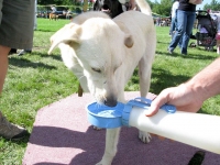 Spree drinks from Water Rover on homemade Buja board