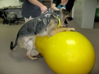 Wyatt Exercises on FitPaws Peanut