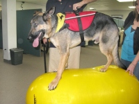 Wyatt Exercises on FitPaws Peanut