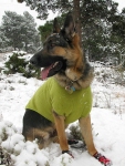 Wyatt keeps warm in Ruff Wear Climate Changer