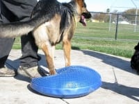 Three Legged GSD Wyatt Trys FitPAWS Balance Disc Exercise