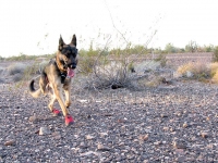 Wyatt Runs in Ruffwear Dog Boots