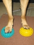 Wyatt Exercises on FitPAWS Paw Pods
