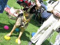 Wyatt Demonstrates FitPAWS Paw Pods