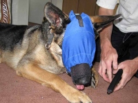 Calming Cap makes nail-trimming easy!