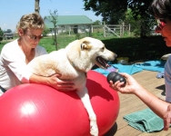 Tripawd Dog Spree Exercises on FitPAWS Peanut