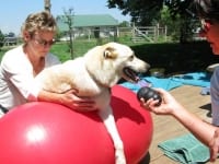 Tripawd Dog Spree Exercises on FitPAWS Peanut