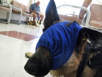 Calming Cap Keeps Wyatt Calm at the Vet
