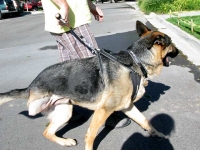 Wyatt with EzyDog Harness and Leash