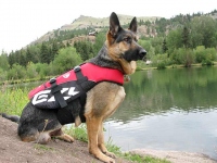 Wyatt Wears Ezy Dog Life Vest for Dogs