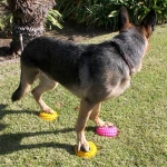 FitPaws Paw Pods Dog Balance Exercise Gear