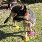 FitPaws Paw Pods Dog Balance Exercise Gear