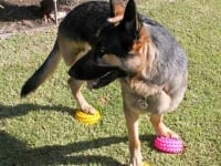 FitPaws Paw Pods Dog Balance Exercise Gear
