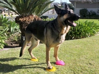 FitPaws Paw Pods Dog Balance Exercise Gear