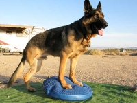 Wyatt Exercises on FitPAWS Balance Disc