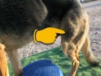 Wyatt Exercises on FitPAWS Balance Disc