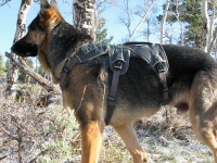 Wyatt wears new Ruff wWear Web Master Harness