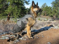 Wyatt wears new Ruff wear Web Master Harness