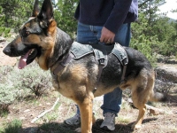 New Ruff Wear Web Master Harness Spring 2012