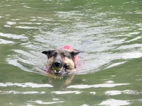Wyatt Models Ruff Wear Float Coat Dog Life Jacket
