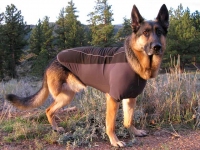 Ruff Wear Climate Chaser Dog Coat on Wyatt