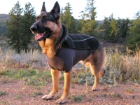 Ruff Wear Climate Chaser Dog Coat on Wyatt