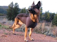 Ruff Wear Climate Chaser Dog Coat on Wyatt