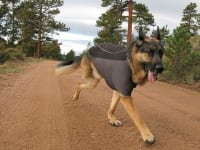 Ruff Wear Climate Chaser Dog Coat on Wyatt