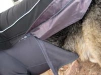 Ruff Wear Climate Chaser Dog Coat on Wyatt