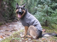 Wyatt models Ruff Wear Climate Changer Dog Sweater