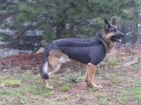 Ruff Wear Climate Chaser Dog Coat on Wyatt