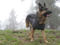 Ruff Wear Climate Chaser Dog Coat on Wyatt